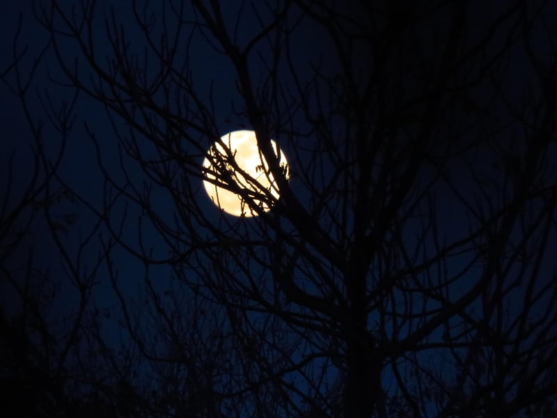 Moonlit Fashion